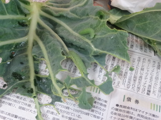 Dsc00146_3